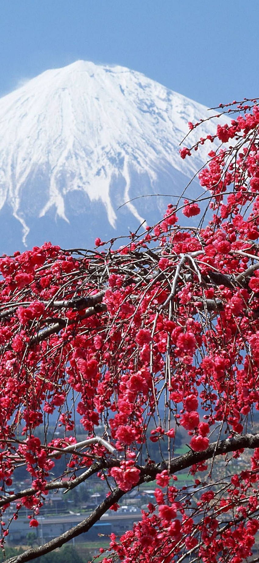 Japonya'da İlkbahar Ekinoksu Japonya Sakura - []. Suluboya, Redmi Note 7 Pro HD telefon duvar kağıdı