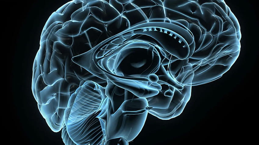 Brain Anatomy Medical Head Skull Digital 3 D X Ray Xray Psychedelic . HD wallpaper