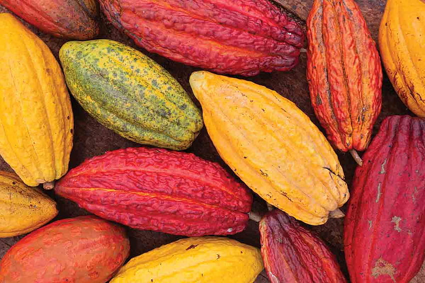 Nasza żądza smaczniejszej czekolady zmieniła drzewo kakaowe. New Scientist, Cacao Tapeta HD