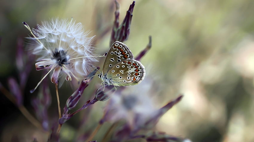 Beautiful Green White Dots Design Butterfly On Dandelion Plant In Blur Background Butterfly HD wallpaper