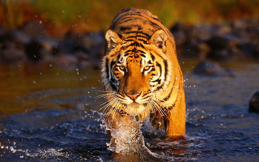สัตว์ น้ำ สเปรย์ พรีเดเตอร์ แมวใหญ่ เสือ วอลล์เปเปอร์ HD