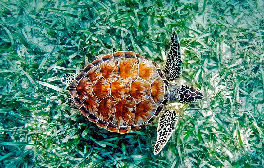 morze, algi, Hawaje, gad, żółw zielony, sekcja животные, Hawaiian Sea Turtle Tapeta HD
