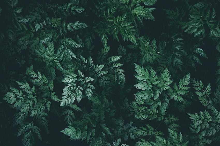 ใบไม้ พืช มาโคร มืด วอลล์เปเปอร์ HD