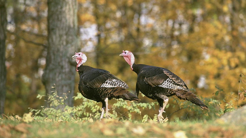Birds: Thanksgiving Wildlife Nature Bird Turkey Flying Birds, 3D Turkey HD wallpaper