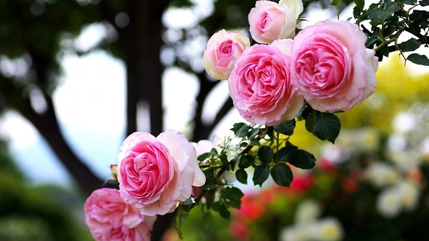 Roses, pink, leaves, flowers HD wallpaper | Pxfuel