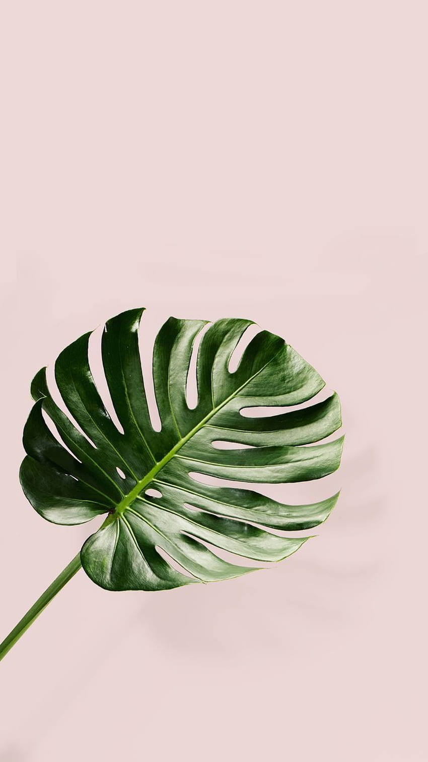 밀레니얼 핑크 + 트로피컬 그린 미니멀한 미학 그래프 // 식물 그래픽. 식물, 팜 리프, 나뭇잎 아이폰 HD 전화 배경 화면