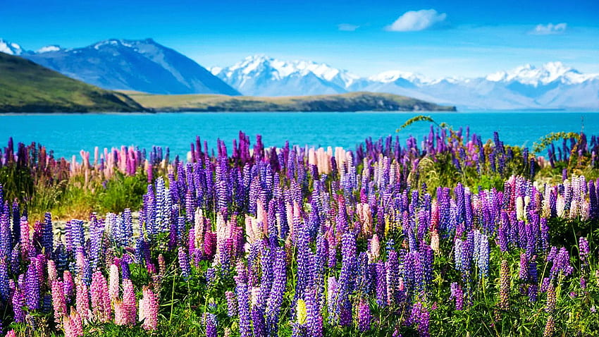 Lake Tekapo, New Zealand, lupines, wildflowers, sky, mountains, water HD wallpaper