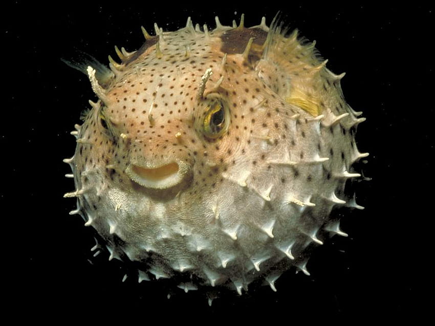 Actualizar 43+ imagem happy puffer fish - br.thptnganamst.edu.vn