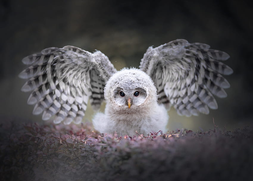 Owl, wings, flower, bufnita, cute, pasari HD wallpaper