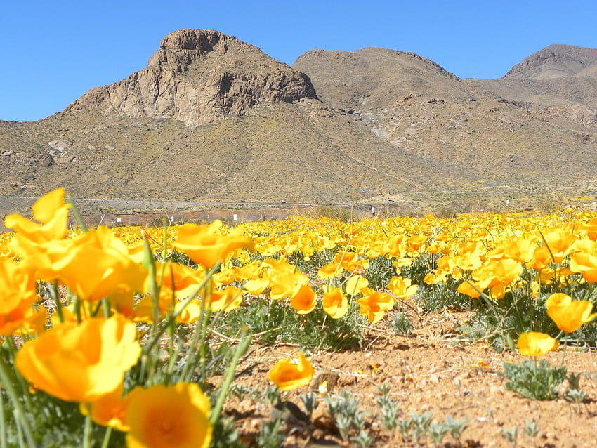 Musim semi di El Paso, Texas. Bunga poppy kuning itu indah saat mekar penuh!. Perjalanan barat daya, grafik El paso texas, Pemandangan Wallpaper HD