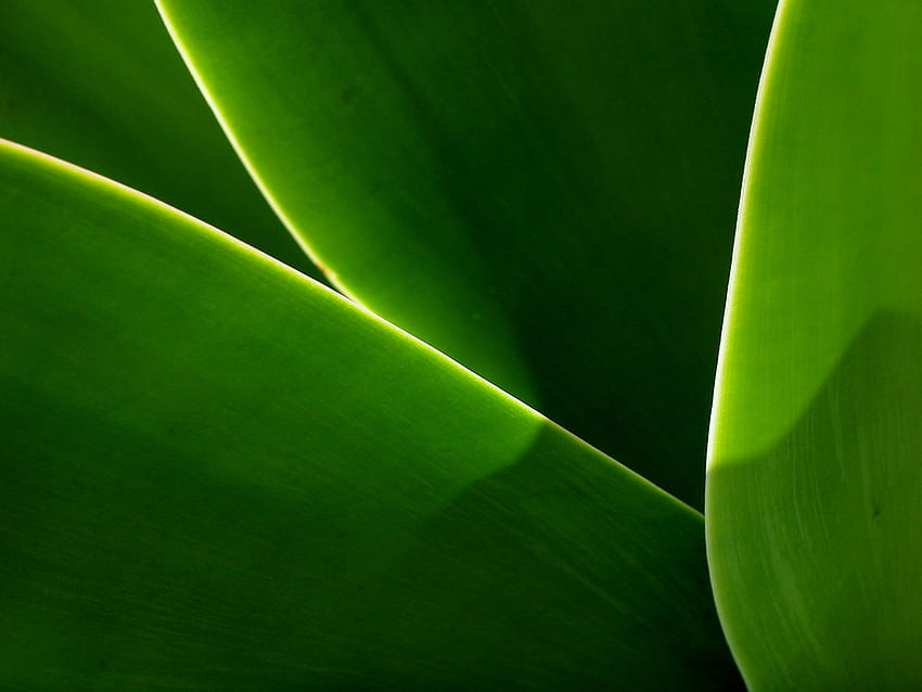 A Study in Contrasts, leaf, green HD wallpaper