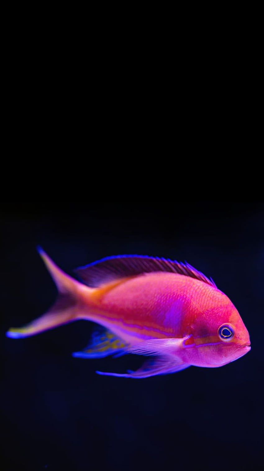 PRINTABLES de téléphone de poisson tropical rose, poisson d'iPhone Fond d'écran de téléphone HD