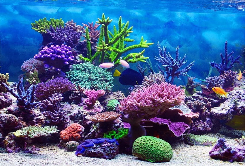 수중 세계를 위한 CSFOTO ft 배경 해양 생물 배경 그래피 바다 아름다운 암초 산호 물고기 수족관 바다 다이빙 휴가 리조트 휴일 스튜디오 소품 폴리에스터: 카메라 및 HD 월페이퍼