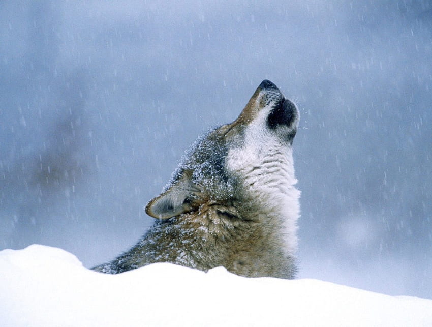 Winter Howl, winter, snow falling, grey wolf, howl HD wallpaper