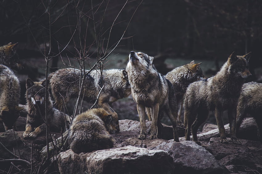 Animali, lupi, predatori, fauna selvatica, stormo, ululato Sfondo HD