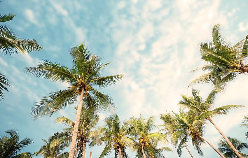 Beach, summer, palm trees, summer, beach, beautiful, Tropical Summer HD ...