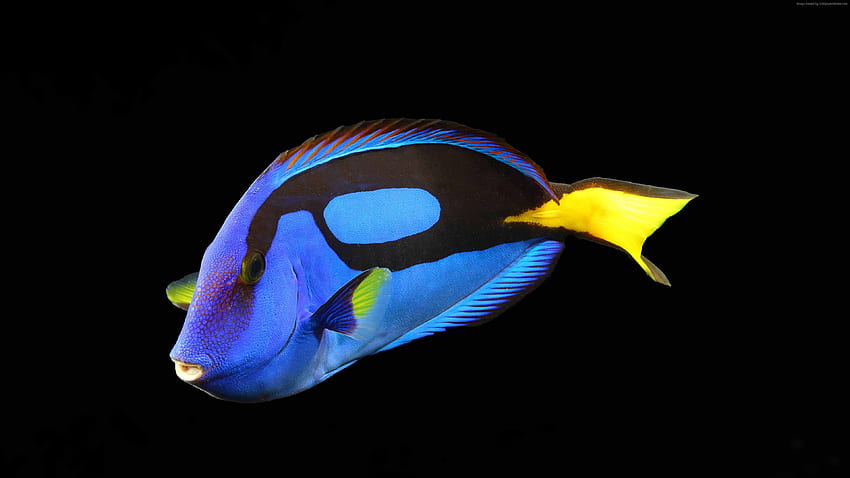 Surgeonfish, water, aquarium, reef animals, blue, yellow, Black Fish HD wallpaper