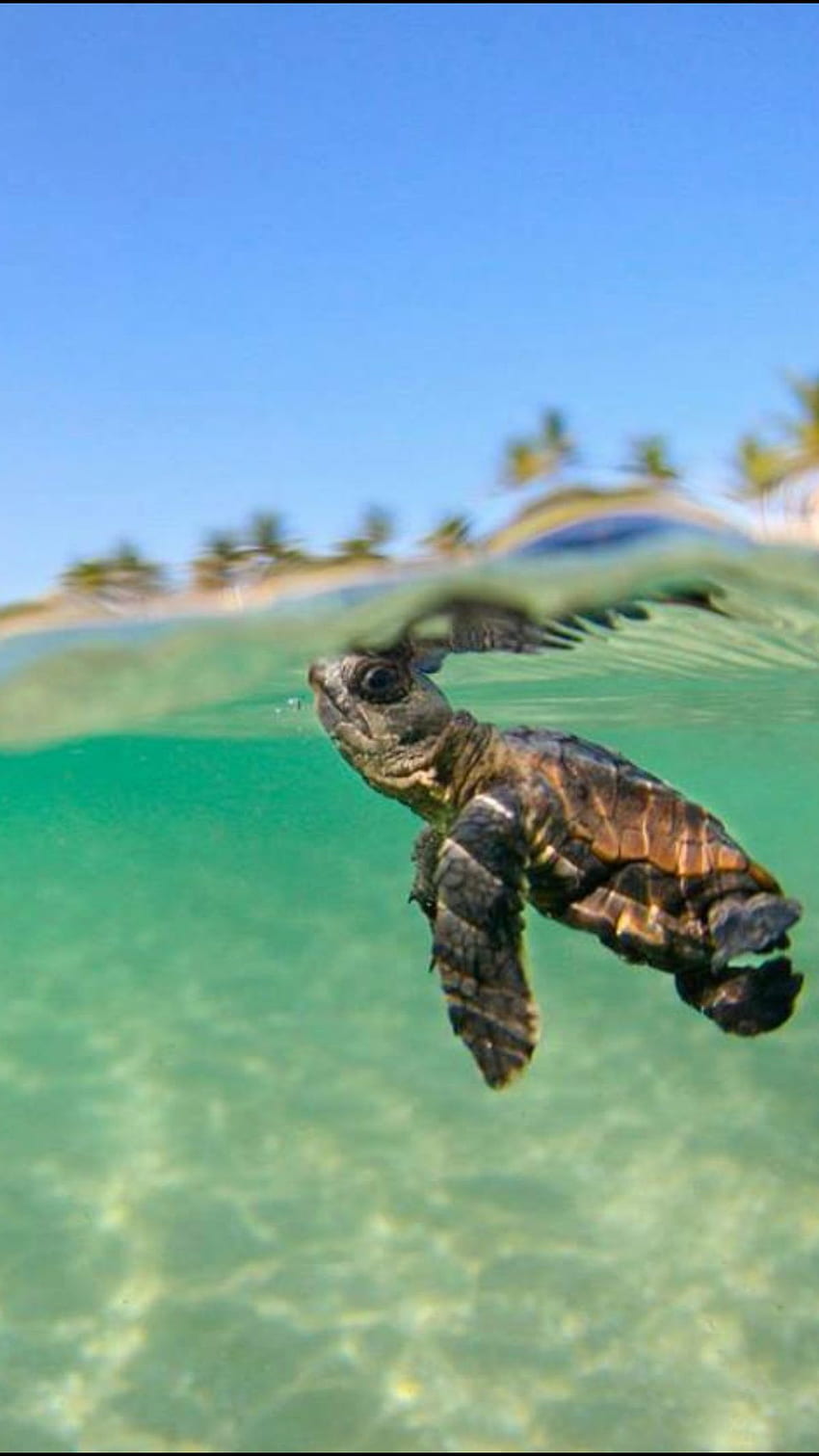 Просто продължавай да плуваш. просто продължавай да плуваш – бебе морска костенурка HD тапет за телефон