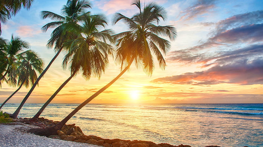Palmiye Ağacı arka planı, Mor Tropikal Gün Batımı Sahili HD duvar kağıdı