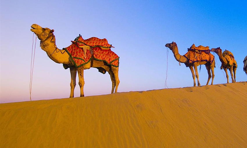 Camel for Android HD wallpaper | Pxfuel