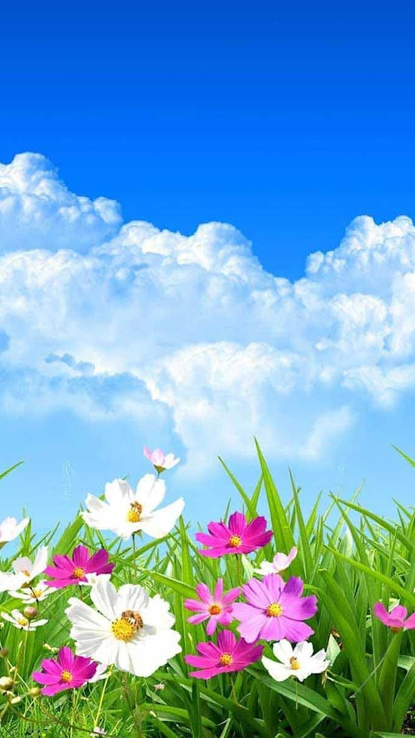 Пролетни цветя, небесен фон HD тапет за телефон