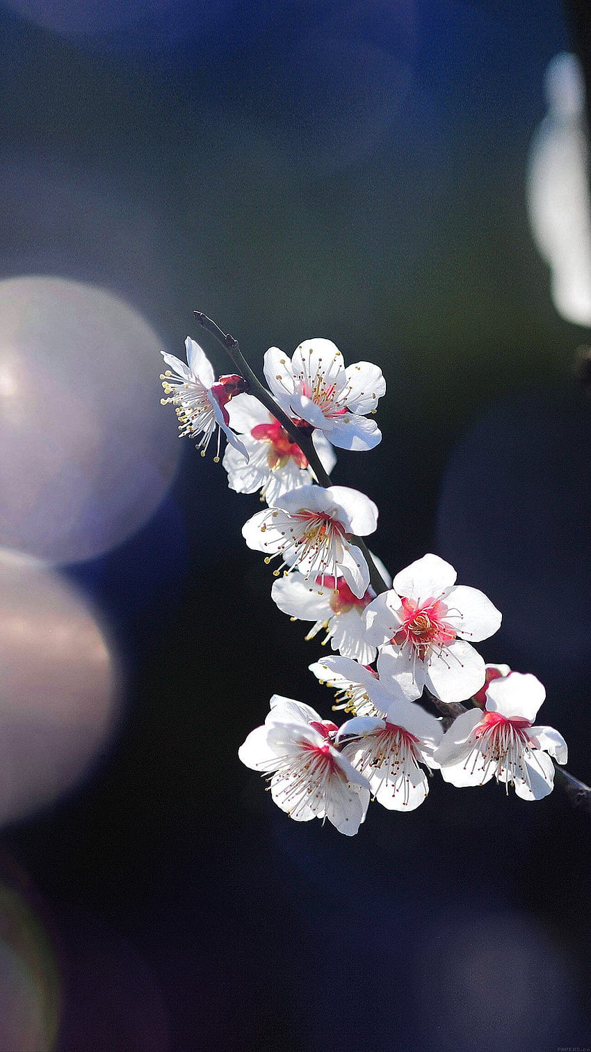 Spring Flower Sakura Nature Tree Flare Happy Android - Android Sfondo del telefono HD