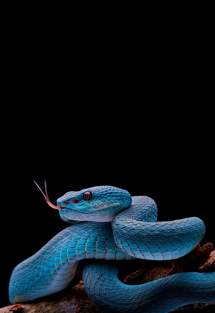 BLACK & BLUE. Snake , Snake, Cute snake, Viper Snake iPhone HD phone wallpaper