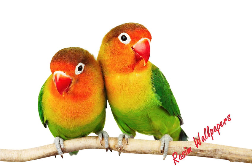 Love Bird, Lovebird HD wallpaper