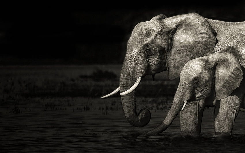 Elefante tribal, estampa de elefante papel de parede HD