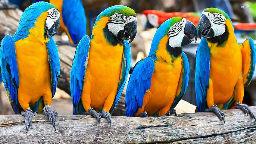orange macaw - Blue and yellow macaw, Macaw , Macaw HD wallpaper