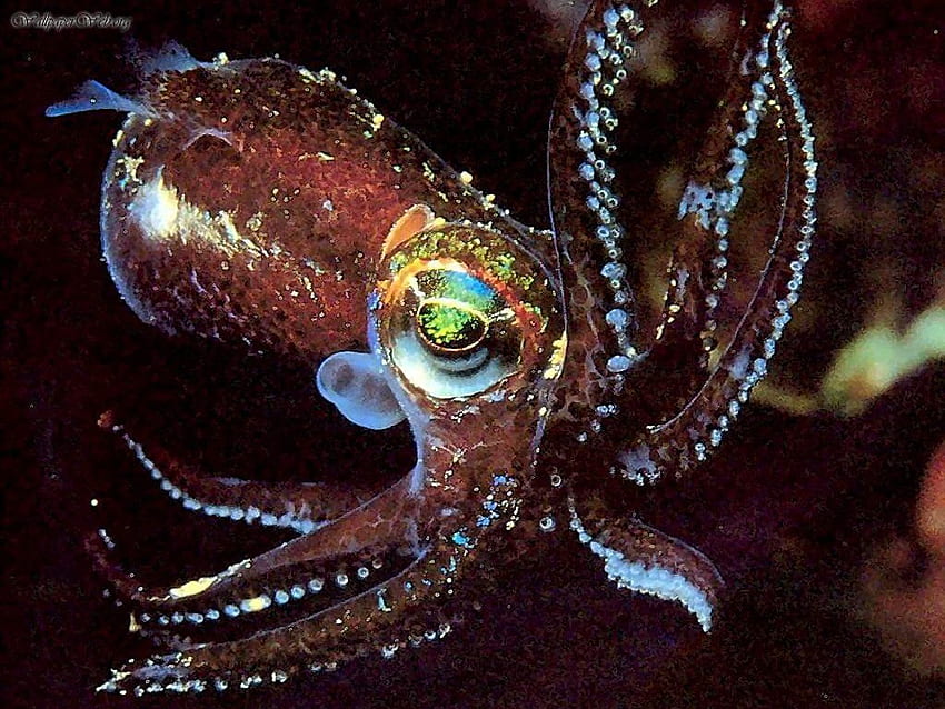 Animals Bottle Tailed Cuttlefish nr 25557 HD wallpaper