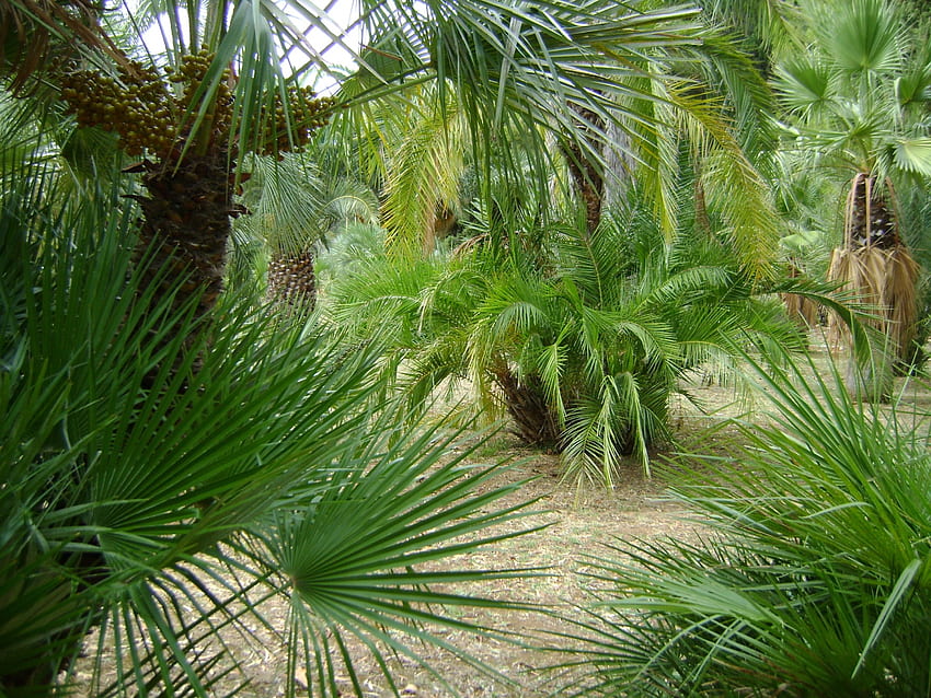 palm trees, trees, palm, green, exotic HD wallpaper
