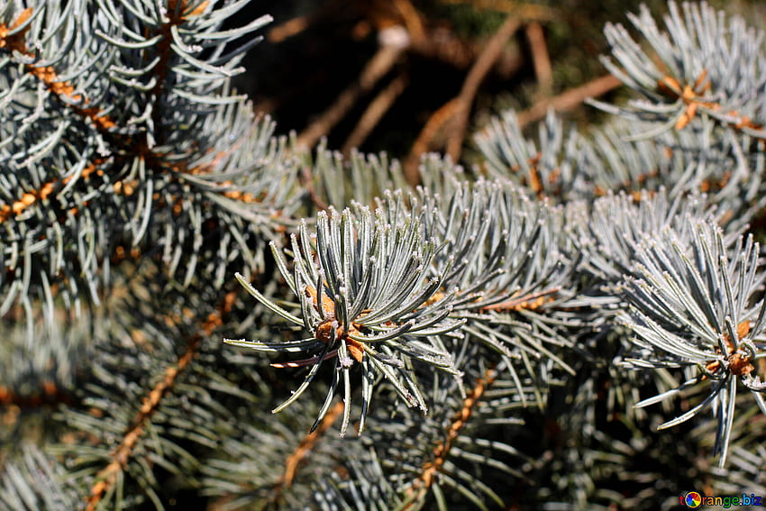 Fir Needle Christmas Tree Pine Needles Fir Needle № 51451. Pics On Cc By License HD wallpaper