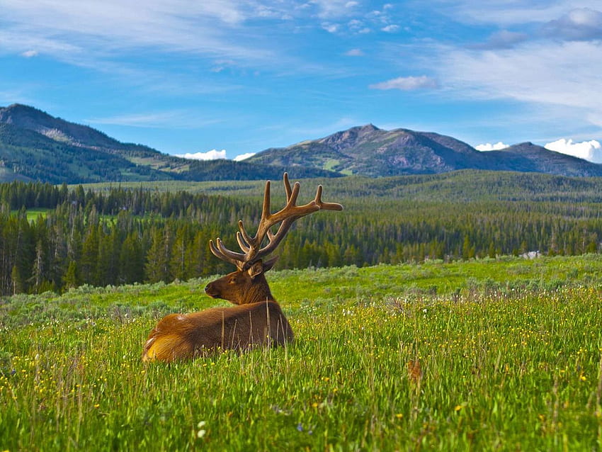 deer, antlers, grass, mountains, landscape standard 4:3 background HD wallpaper