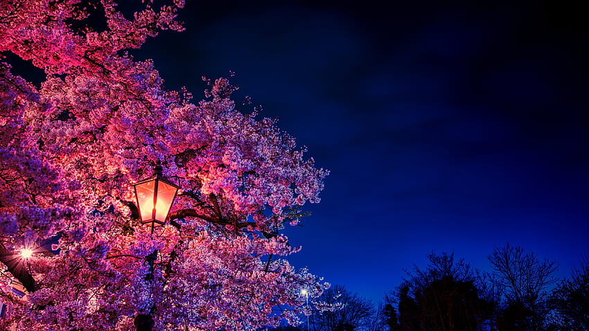 Gece ışığında kiraz çiçeği Ultra HD duvar kağıdı