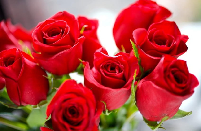 Bukiet czerwonych róż, bukiet, róże, wiązka, liście, płatki, kwiat, zielony, warstwy, czerwony, natura Tapeta HD