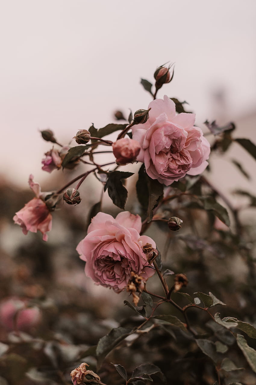 Blumen, Rosa, Strauch, Pflanze, Rosenblüte, Rose HD-Handy-Hintergrundbild