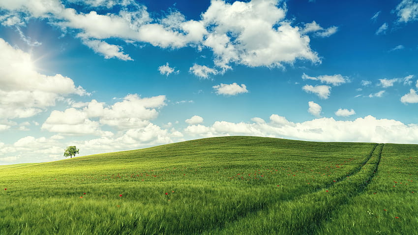 Pemandangan hijau, menggemaskan, hari yang cerah Wallpaper HD