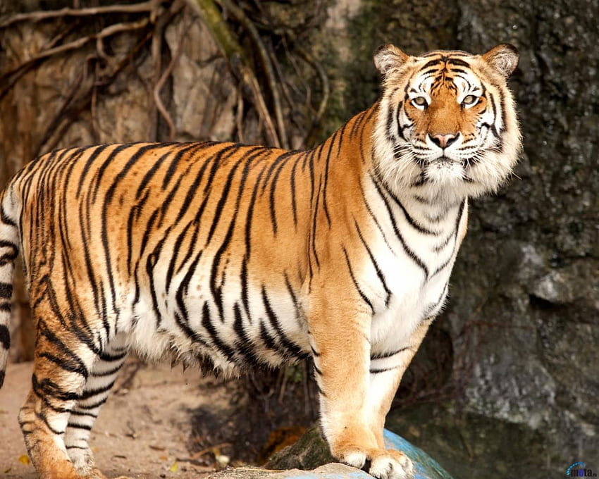 Tigre reale del Bengala, tigre, animale, gatto selvatico, predatore Sfondo HD
