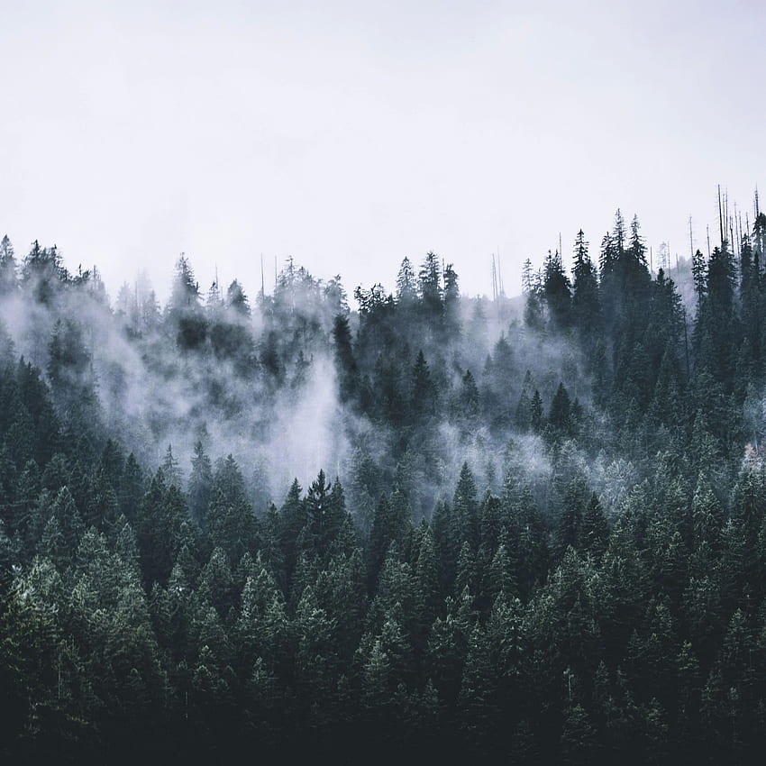 Green Forests Mist Fog Mountains iPhone, Foggy Mountain Forest HD phone ...