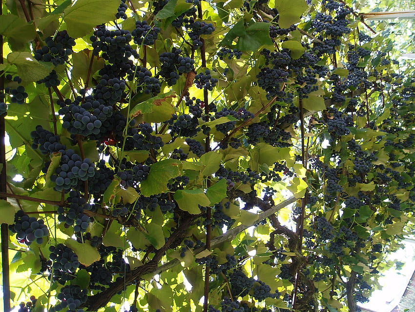 bunch of grapes, nature, sun, green, grapes HD wallpaper