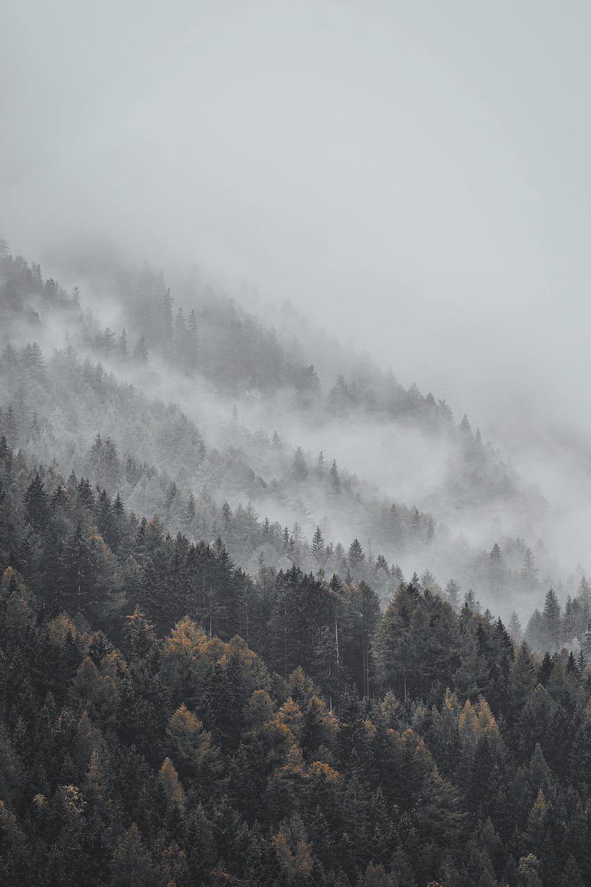 Landscape, Nature, Trees, Top, Forest, Fog, Tops HD phone wallpaper