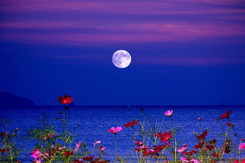 Flower and Moon Background (Page 1), Flowers and Moon HD wallpaper