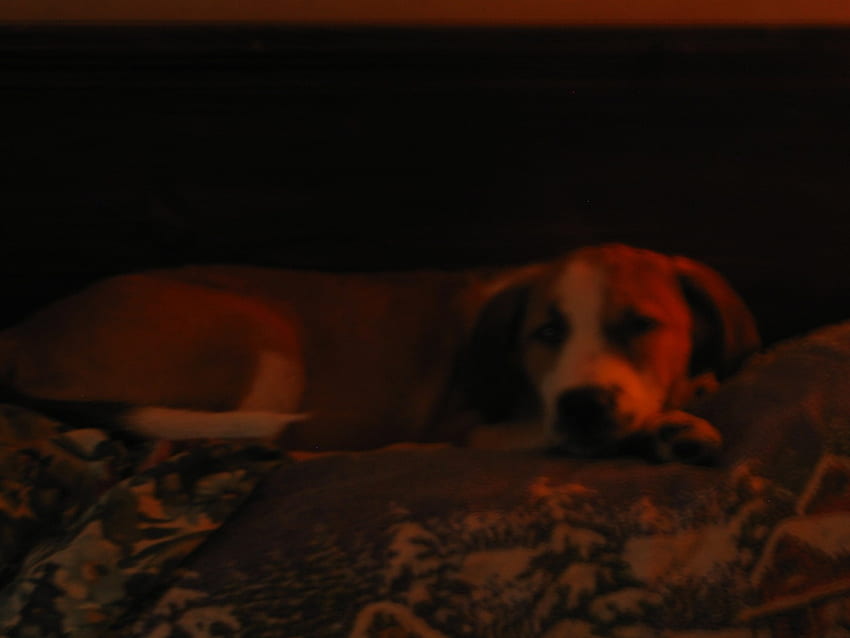 私の愛犬、犬、愛する、骨、いい 高画質の壁紙