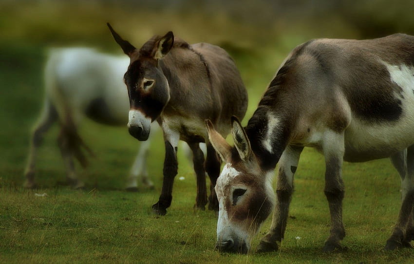grass, face, treatment, pasture, pair, two, donkey, donkey, donkeys, grazing, donkeys, two donkeys for , section животные, Baby Donkey HD wallpaper