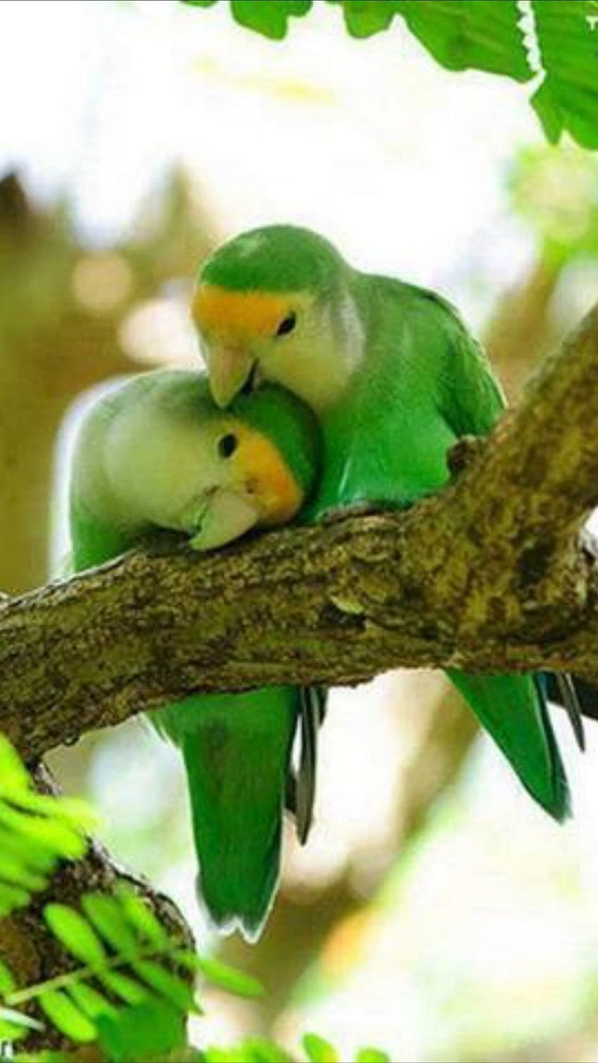 Love Birds, Couple Birds HD phone wallpaper
