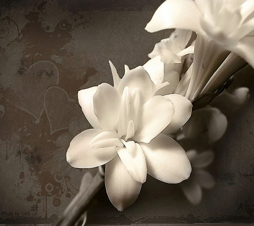 Zen Phone - White Flowers HD wallpaper