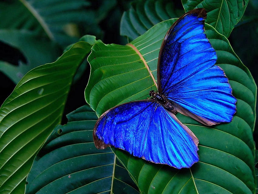 Blätter, Makro, hell, Schmetterling, Flügel HD-Hintergrundbild