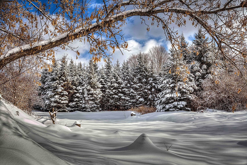 겨울, 눈, 겨울, 서리, 가지, 추위, 나무, 아름다운, 숲의 침엽수 림 HD 월페이퍼