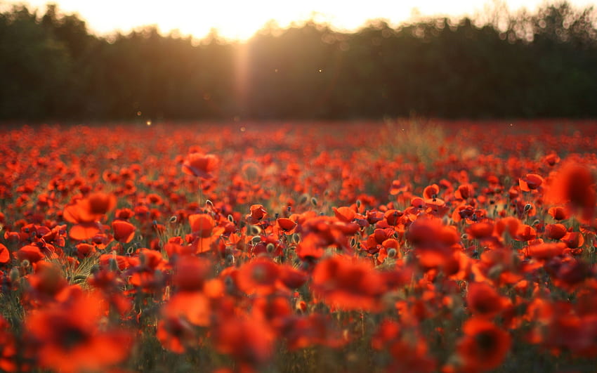 Field of Poppies, Orange Poppy HD wallpaper | Pxfuel